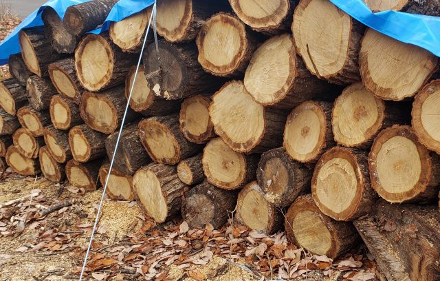薪ストーブに合う樹木の種類ってあるの？